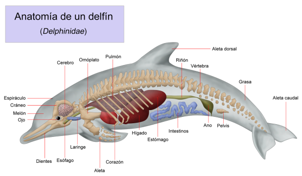 1280px-anatomia_delfin
